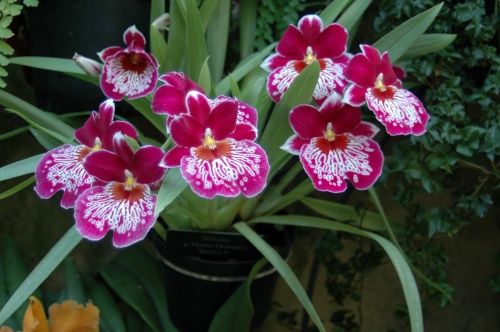 Orchid - Miltonia