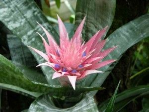 bromelia